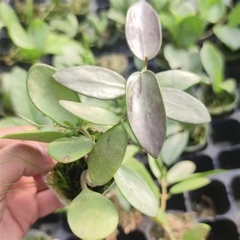 Rare Hoya Silver Lady For Sale Happyforeststore