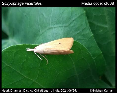 Scirpophaga Incertulas Walker 1863 Yellow Stem Borer Moths