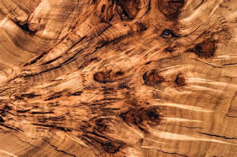 Texture Cross Section Of Elm Tree Natural Burl Wood Background Wood