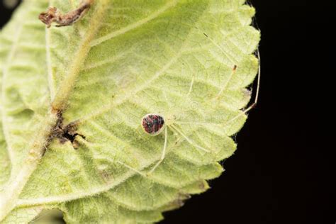 Comb Footed Spider Also CalledÂ Cobweb Weaver Any Member Of TheÂ