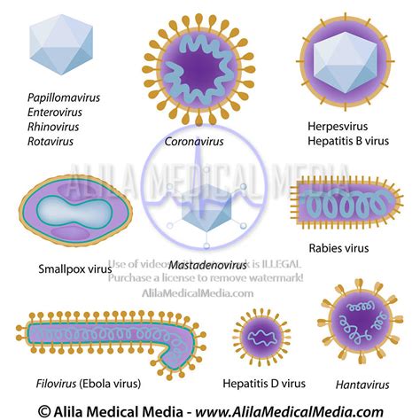 Alila Medical Media Morphologie des virus communs Illustration médicale