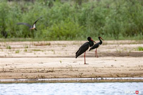 Чернобыльские дебри | Планета Беларусь