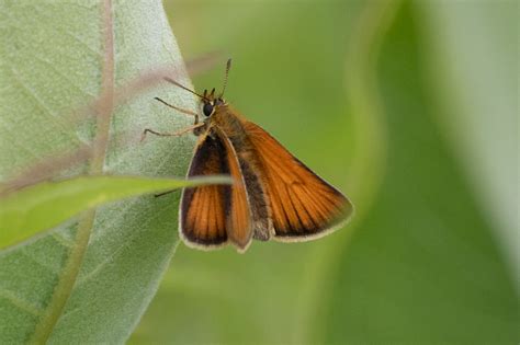 European Skipper Thymelicus Lineola Mark Rosenstein Flickr