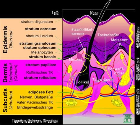 Epidermis (skin) - wikidoc