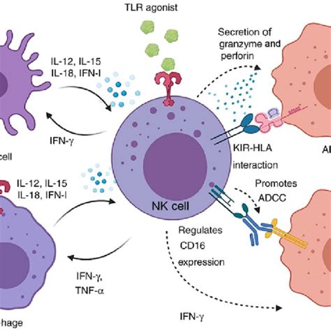 Inhibitory and activating NK-cell receptors, and the associated signals ...