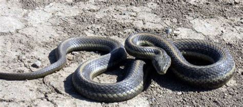 Giant garter snake - Alchetron, The Free Social Encyclopedia