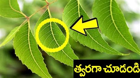 Health Benefits Of Neem Leafs Neem Tree Mana Plants Telugu YouTube