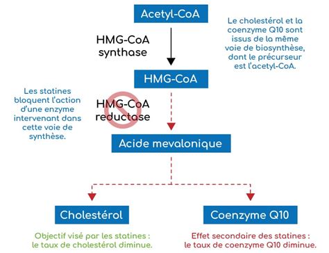 Coenzyme Q10 Index Nutraceutique Nutrixeal Info