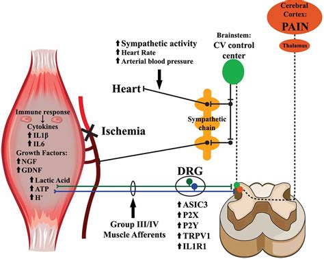 Frontiers Peripheral Mechanisms Of Ischemic Myalgia