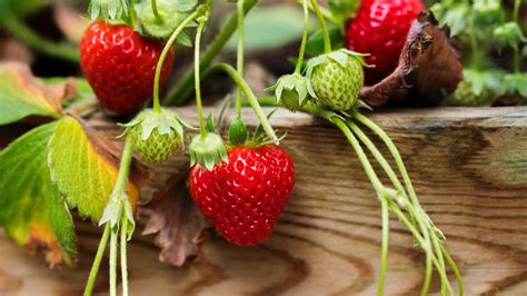 Erdbeeren Pflanzen Und Pflegen Tipps Für Eine Reiche Ernte Blick