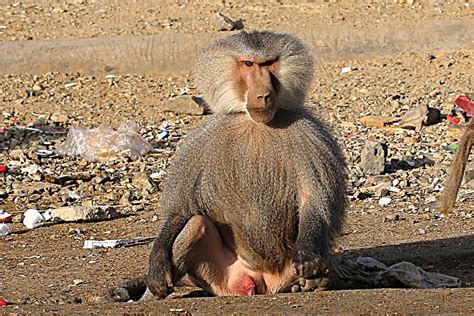 Birds Of Saudi Arabia Hamadryas Baboon Baha