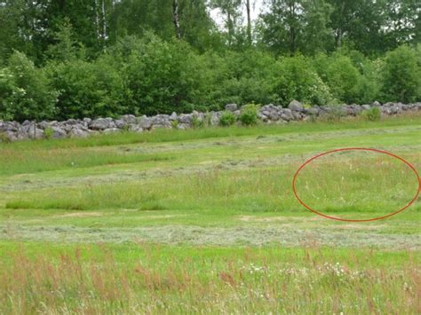 Vad blommar nu i trädgården Fototråd Sida 4 Byggahus se