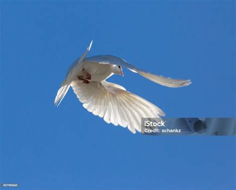 White Dove In Flight Against A Blue Sky Stock Photo Download Image