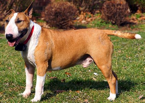 Is The Bull Terrier Hypoallergenic The Allergy Essentials