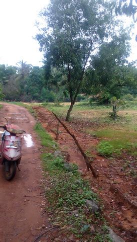 Agricultural Land 45 Guntha For Sale In Kumta Uttara Kannada REI1256068