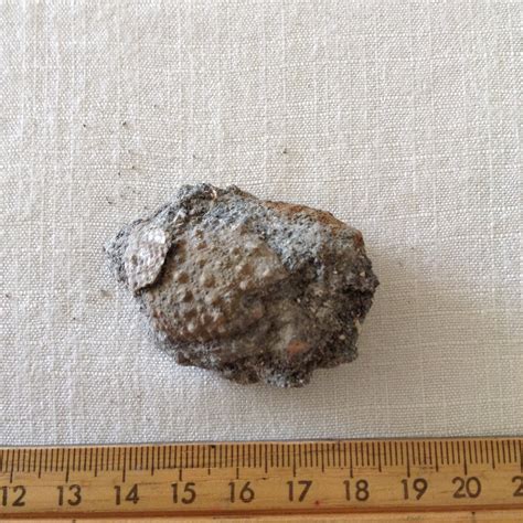 Sea Urchin Fossil? - Fossil ID - The Fossil Forum