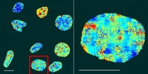 Researchers Visualize Quadruple-Helix DNA in Living Human Cells | Sci.News