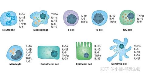 什么是细胞因子 知乎