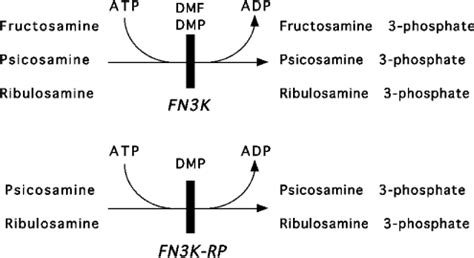 fructosamine  kinase related protein  deglycation  human