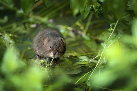 Premium Photo | Water vole standing in grass beside leaves