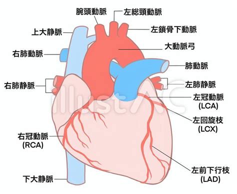 心臓の血管、冠循環イラスト - No: 2541220｜無料イラスト・フリー素材なら「イラストAC」