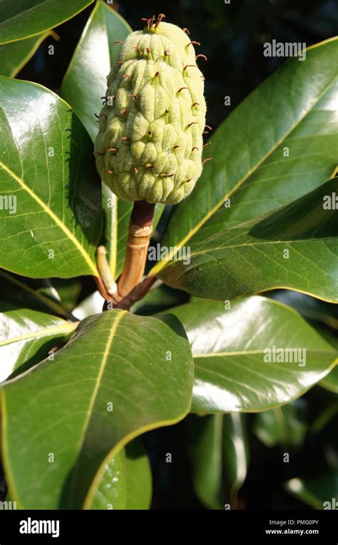 Magnolia Fruit Hi Res Stock Photography And Images Alamy