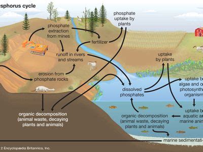 Phosphorus cycle | Britannica