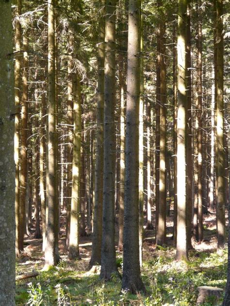 Free Images Branch Sunlight Trunk Spruce Deciduous Grove