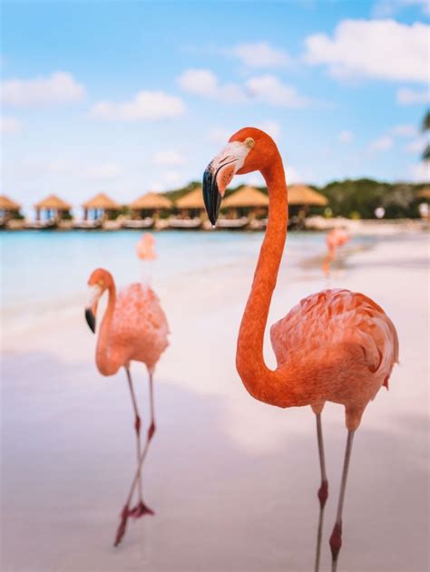 Flamingo Beach In Aruba Story A One Way Ticket