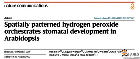 白明义教授课题组揭示过氧化氢调控能量感受器snrk1活性影响气孔发育的重要机制 山东大学新闻网
