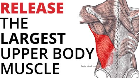 Latissimus Dorsi