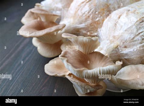 Closeup Of Matured Indian Oyster Mushrooms Pleurotus Pulmonarius