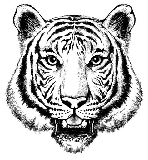 Tiger Pen Drawing At Getdrawings Free Download