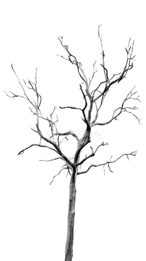 Arbre Mort Sans Feuilles Illustration Stock Illustration Du Corce