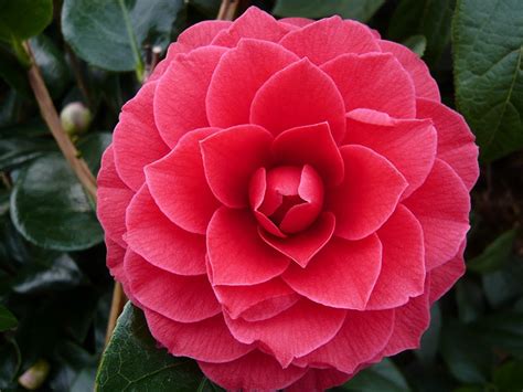 Camellia reticulata - Alchetron, The Free Social Encyclopedia