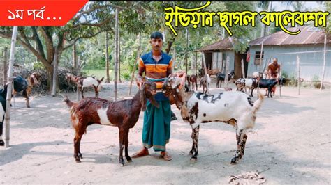 ইন্ডিয়ান ছাগল কালেকশন উন্নত জাতের তোতাপুরি হরিয়ানা এবং ক্রস ছাগল উন্নতজাতেরছাগলেরখামার