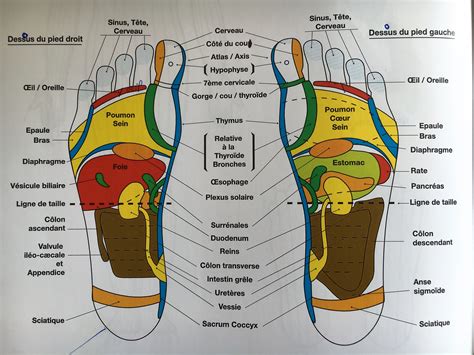 La R Flexologie Plantaire