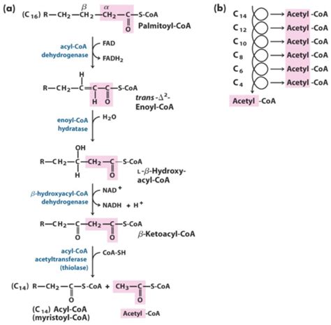 Lipid Metabolism Flashcards Quizlet