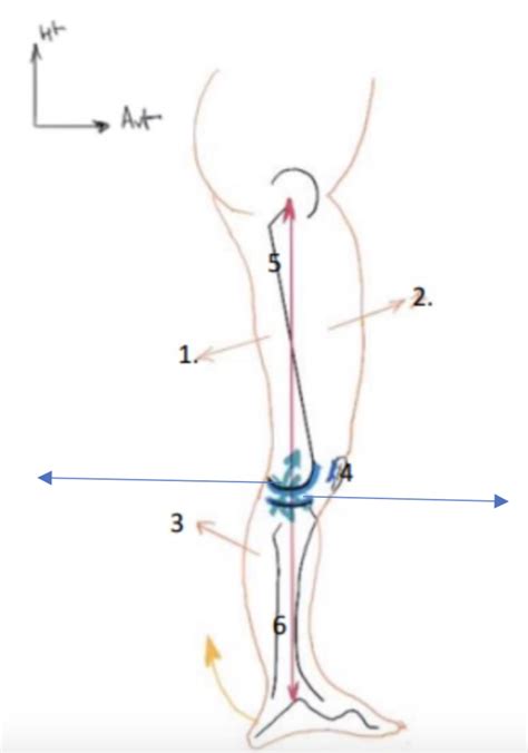 Diagramme De Cm Genou Sch Ma Vue Lat Membre Inf Quizlet