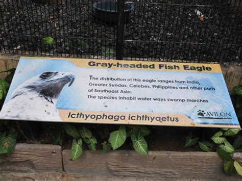 Avilon Zoo Signage By Category Animals Grey Headed Fish Eagle