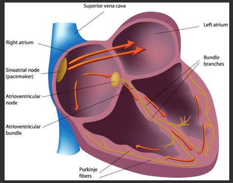 Cardiac Basic Electrophysiology Chapter 2 Flashcards Quizlet