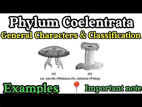 Phylum Coelenterata | Coelenterata | Coelenterata characters ...