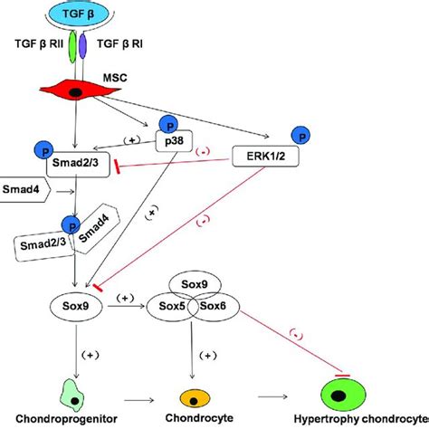 Factors In The Process Of In Vitro Chondrogenic Differentiation In Mscs Download Scientific