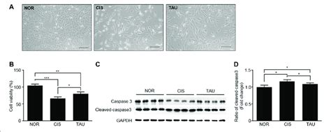 Taurine Supplementation Protected C C Myoblasts Against