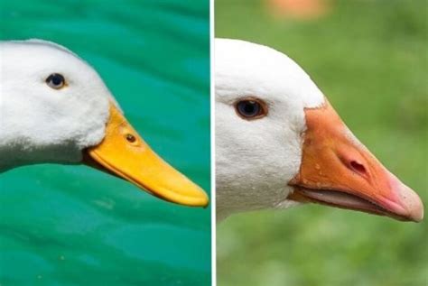 La Diferencia Entre Patos Y Gansos Un Vistazo A Dos Aves Acu Ticas