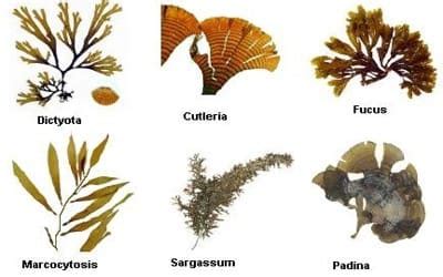 The Characteristics and Example of Phylum Phaeophyta - QS Study