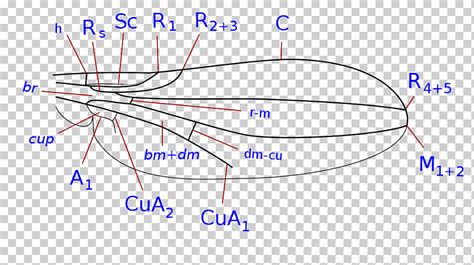 Diagrama De Ngulo De Punto De L Nea Rgano L Nea Azul Ngulo Texto