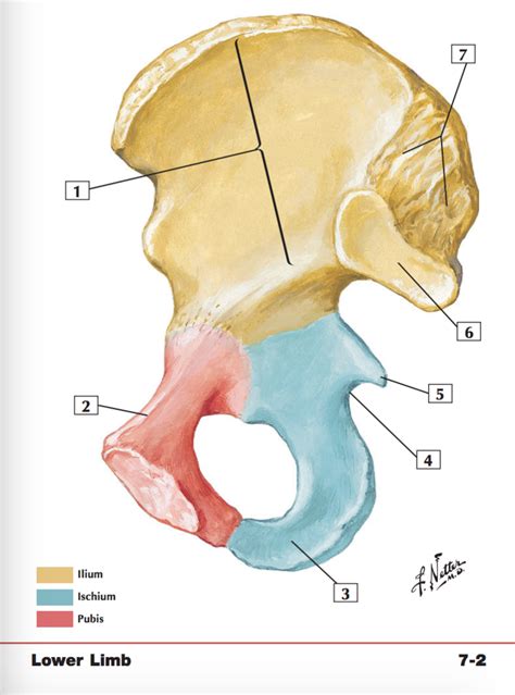 Hip Coxal Bone Medial View Diagram Quizlet