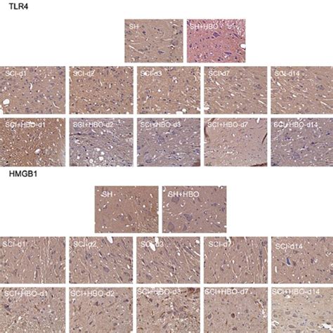 Expression Of Tlr4 And Hmgb1 In Each Group The Mrna Expression A Of