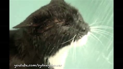 Cats That Love Baths Youtube